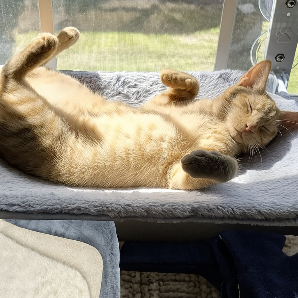 Catify Home Hammock – The Window Bed Every Cat Deserves